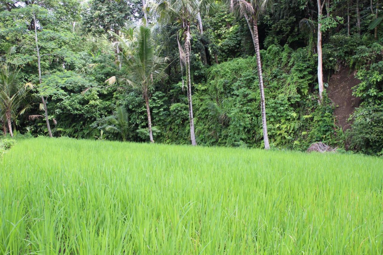 Pondok Tepi Sungai 시데멘 외부 사진